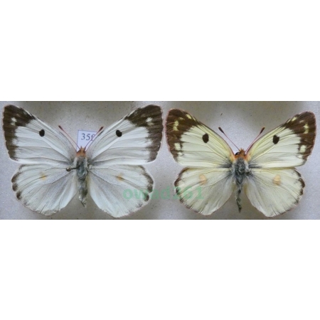 Colias hyale (Linnaeus, 1758) pair Szlaczkoń siarecznik Czech35f